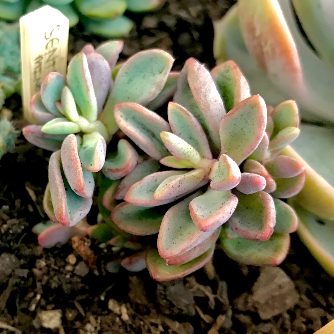 Echeveria Manaudes in the GardenTags plant encyclopedia