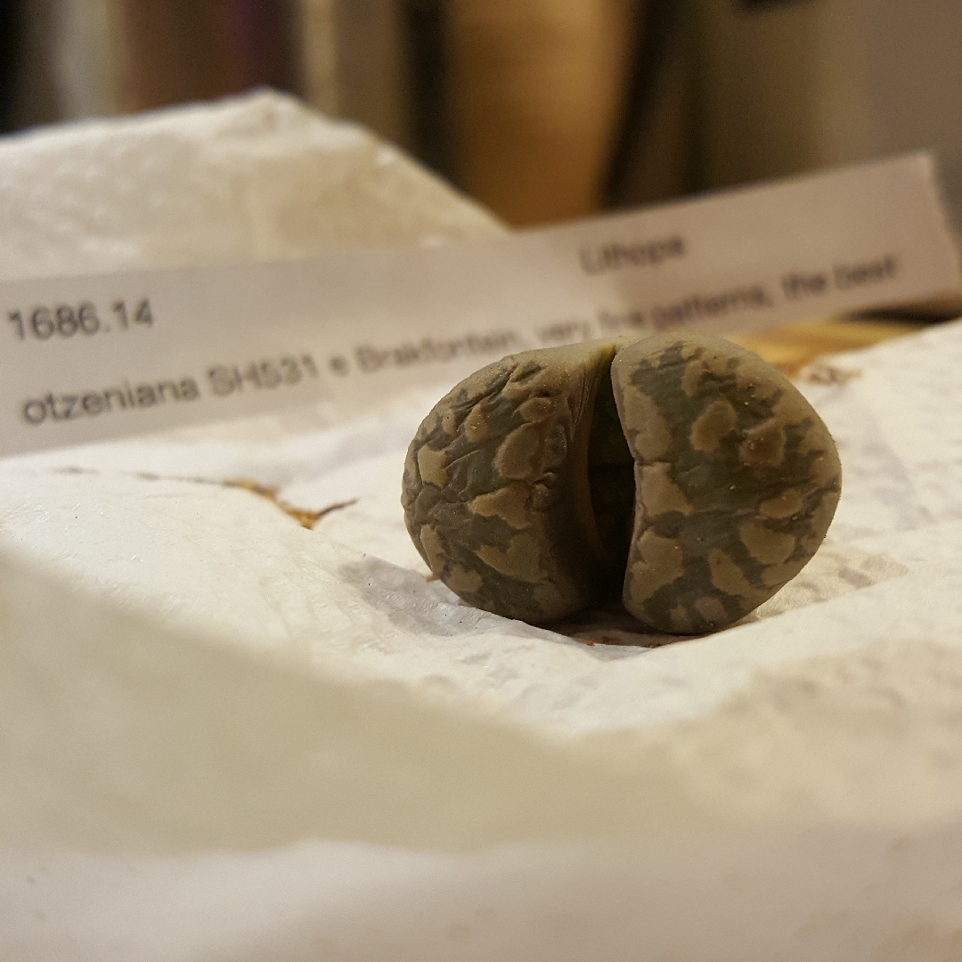Lithops Otzeniana East Brakfontein SH531 in the GardenTags plant encyclopedia Living Stones Otzeniana East Brakfontein in the GardenTags plant encyclopedia