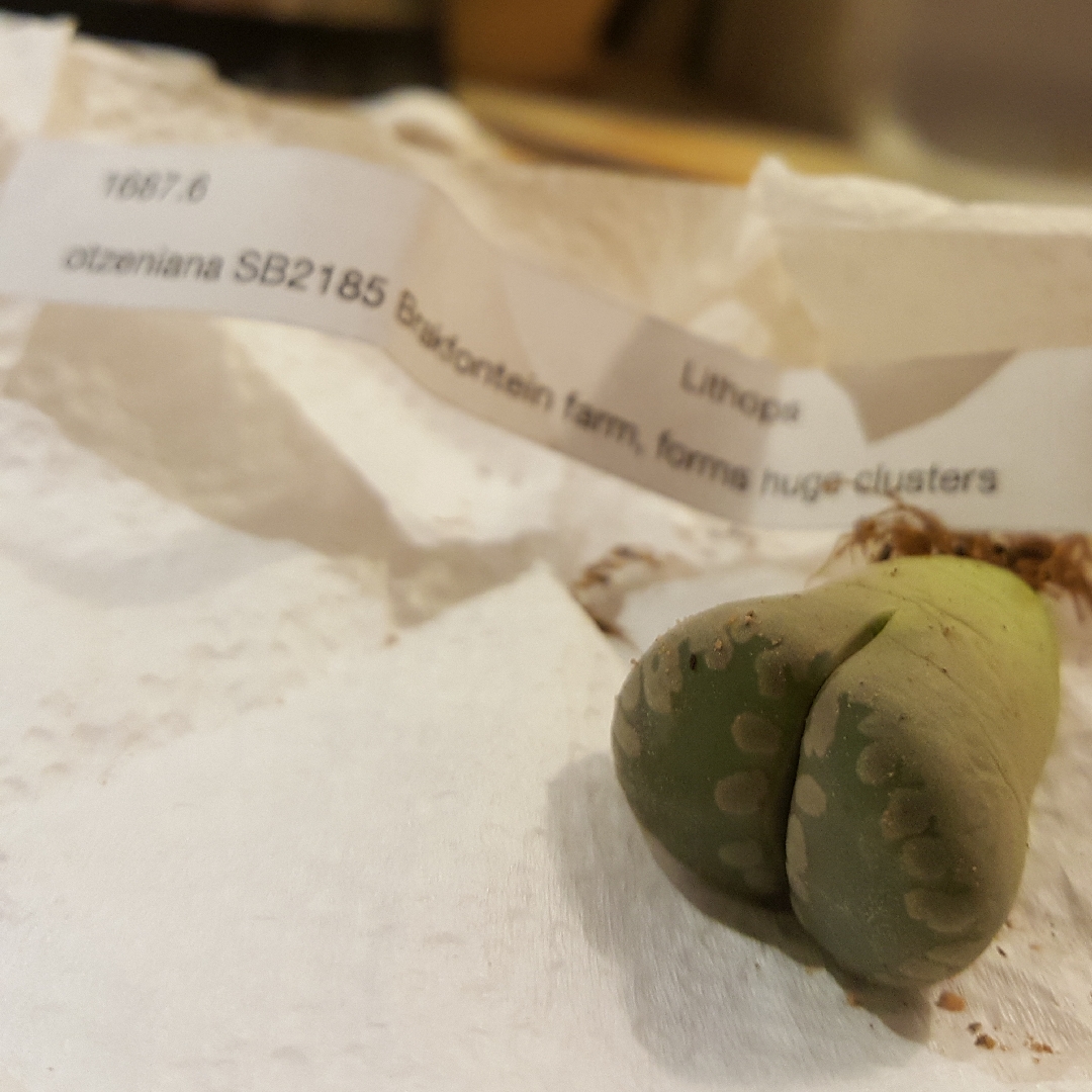 Lithops Otzeniana Brakfontein Farm SB2185 in the GardenTags plant encyclopedia Living Stones Otzeniana Brackfontein Farm in the GardenTags plant encyclopedia