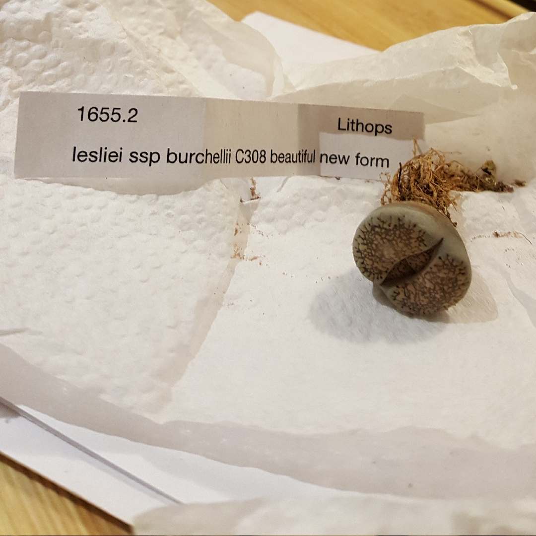 Lithops Lesliei subsp. Burchellii C308 in the GardenTags plant encyclopedia Living Stones Leslei subsp. Burchellii in the GardenTags plant encyclopedia