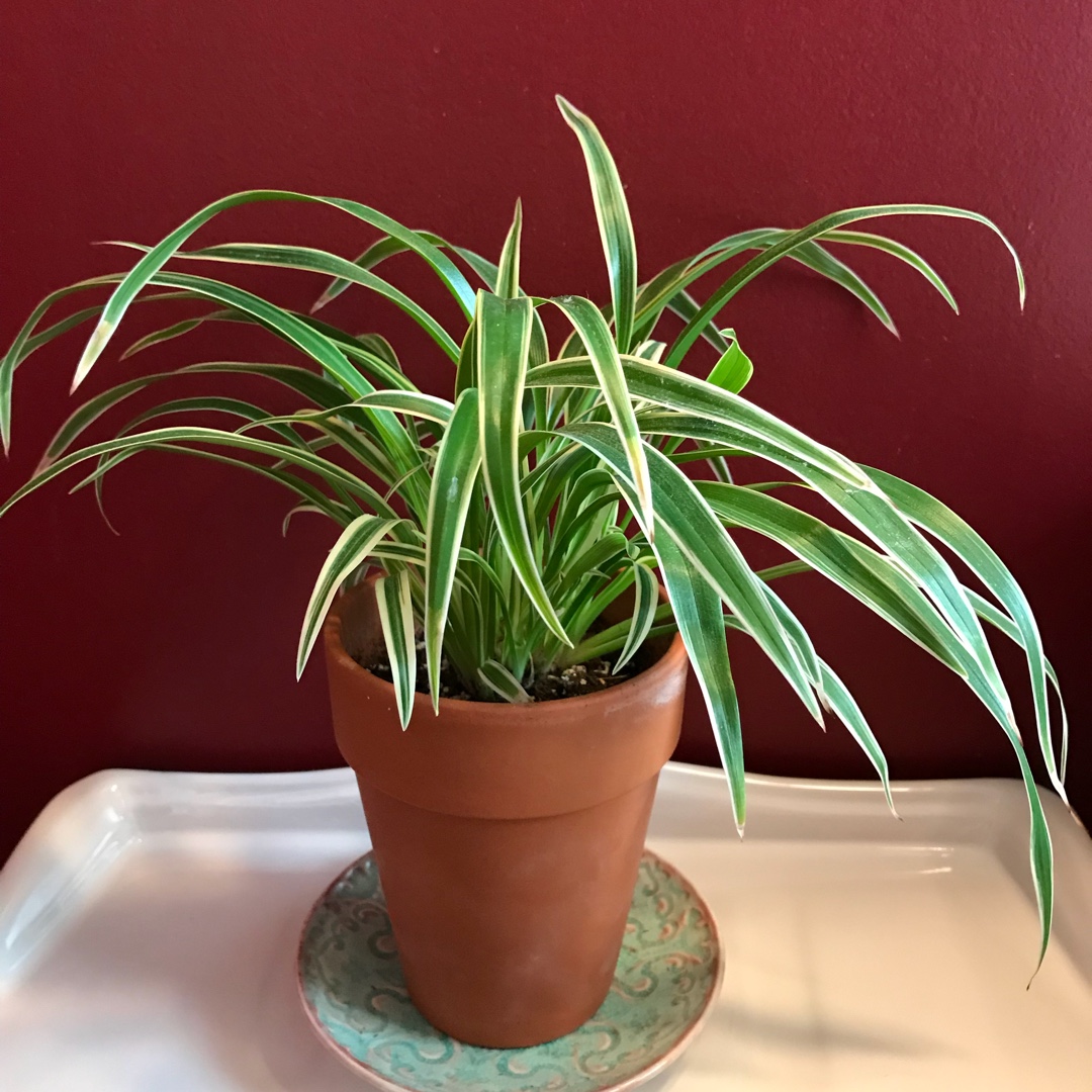 Spider Plant (Reverse Variegated) – The Plant Lady SF