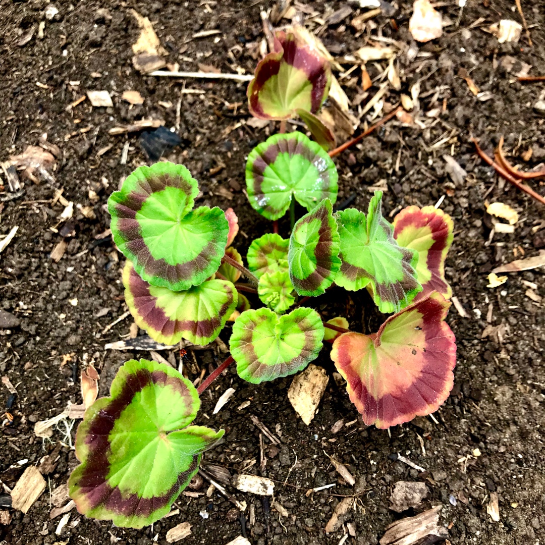 Pelargonium Zolarlet (Vogue Series) syn. Pelargonium Vogue Scarlet in the GardenTags plant encyclopedia Pelargonium Vogue Scarlet (Zonal) in the GardenTags plant encyclopedia
