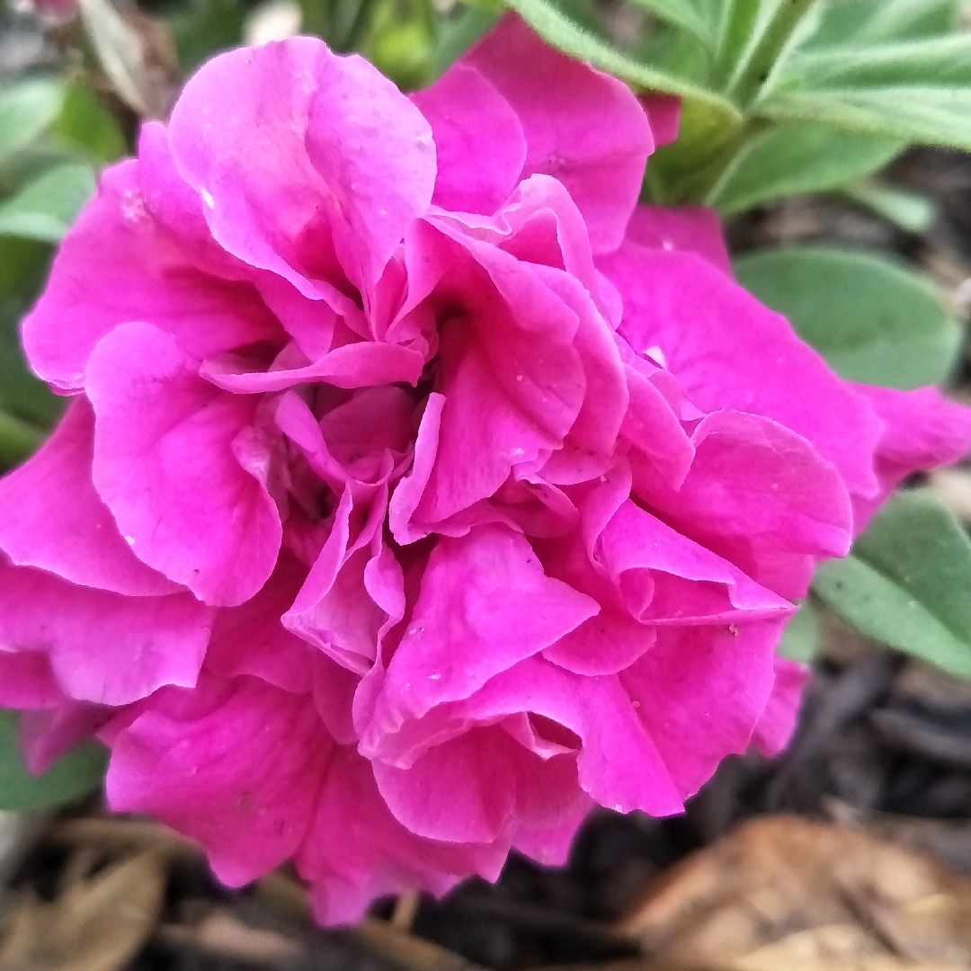 Petunia Double Wave® Pink in the GardenTags plant encyclopedia Petunia Pink Double Wave® Pink in the GardenTags plant encyclopedia