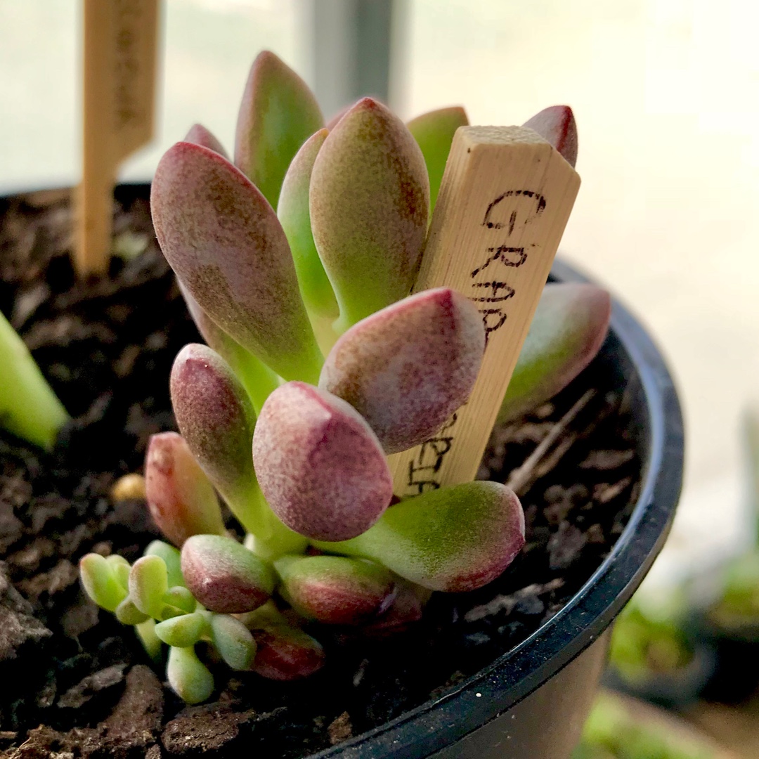 Graptoveria Purple Dreams in the GardenTags plant encyclopedia