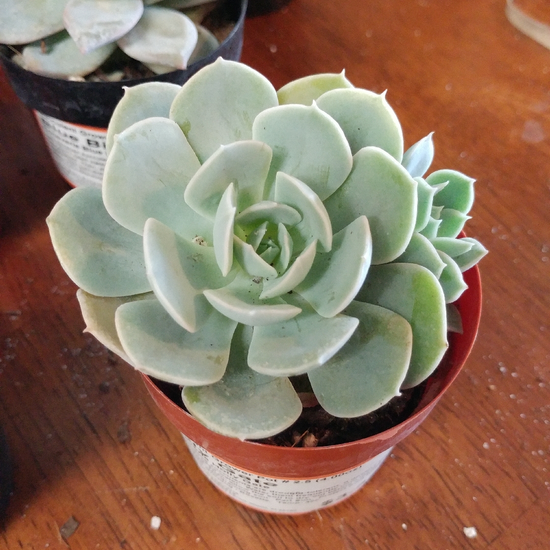 Echeveria Holy Gate in the GardenTags plant encyclopedia