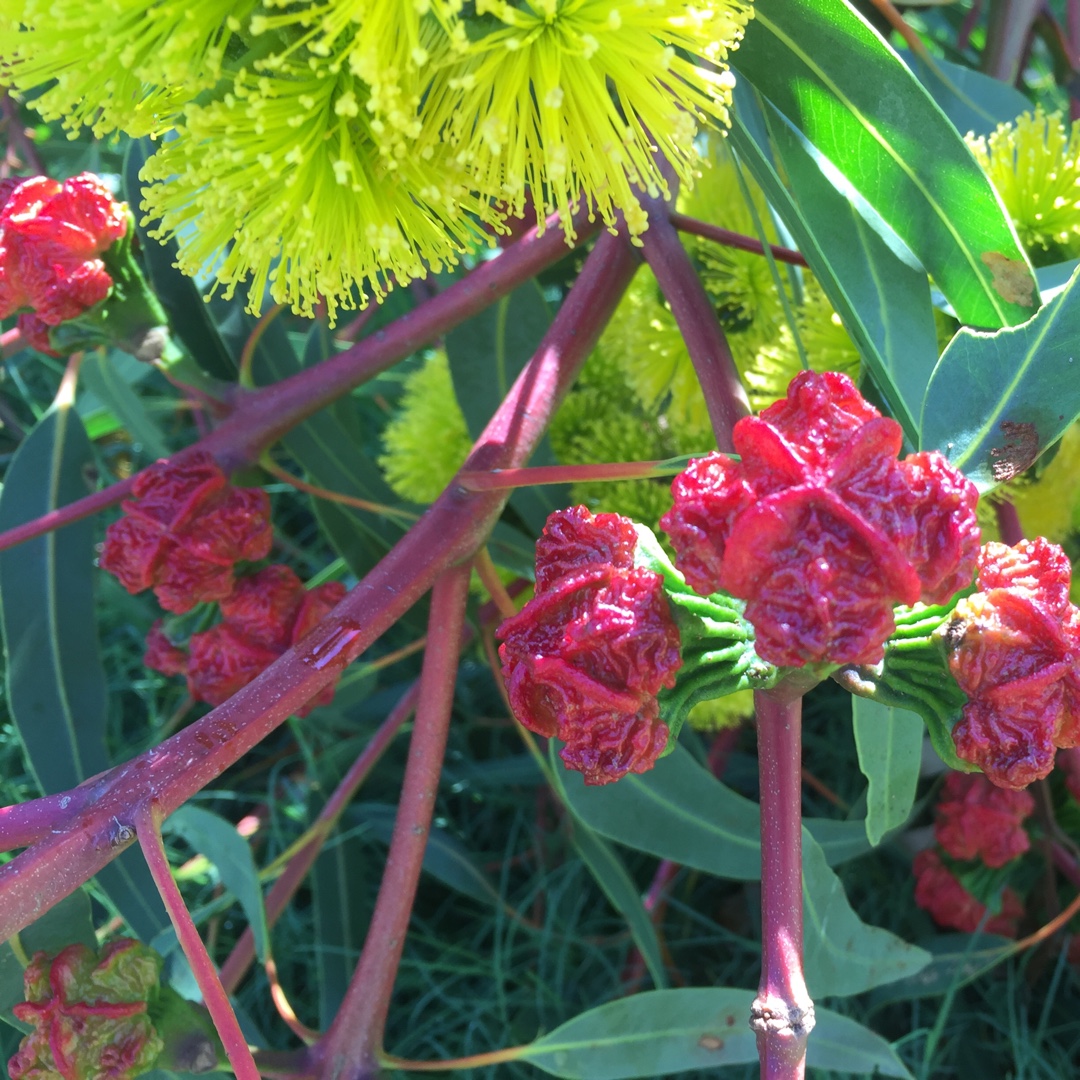 Eucalyptus erythrocorys in the GardenTags plant encyclopedia Red capped Gum in the GardenTags plant encyclopedia