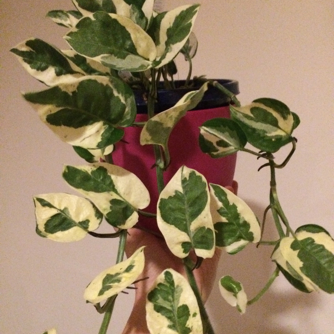 Epipremnum aureum Snow Queen in the GardenTags plant encyclopedia Epipremnum Snow Queen in the GardenTags plant encyclopedia