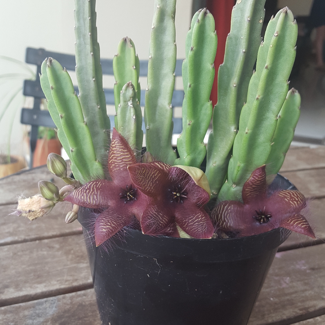 Stapelia asterias in the GardenTags plant encyclopedia Star-Fish Stapelia in the GardenTags plant encyclopedia