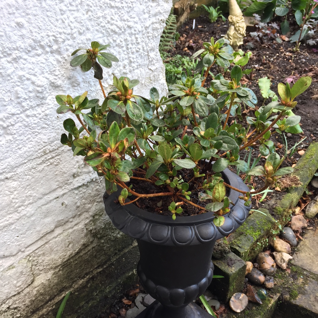 Rhododendron Japonica Santa Maria in the GardenTags plant encyclopedia Azalea Japonica Santa Maria in the GardenTags plant encyclopedia