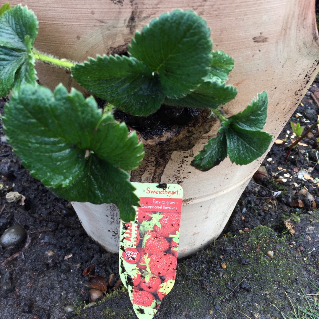 Fragaria x ananassa Sweetheart in the GardenTags plant encyclopedia Strawberry Sweetheart in the GardenTags plant encyclopedia