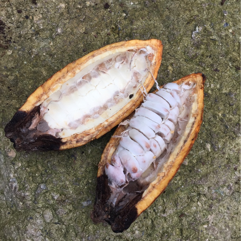 Theobroma Cacao in the GardenTags plant encyclopedia Cacao Tree in the GardenTags plant encyclopedia