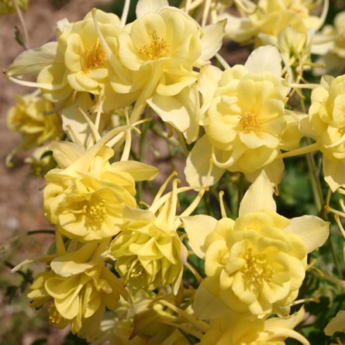 Aquilegia Sunrise in the GardenTags plant encyclopedia Columbine Sunrise in the GardenTags plant encyclopedia