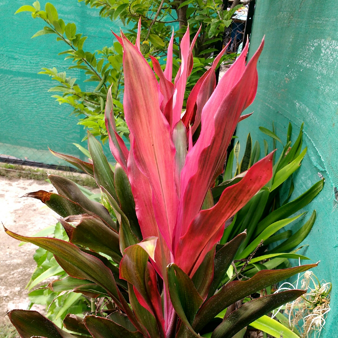 Cordyline fruticosa Chili Pepper in the GardenTags plant encyclopedia Hawaiian Ti Plant Chili Pepper in the GardenTags plant encyclopedia
