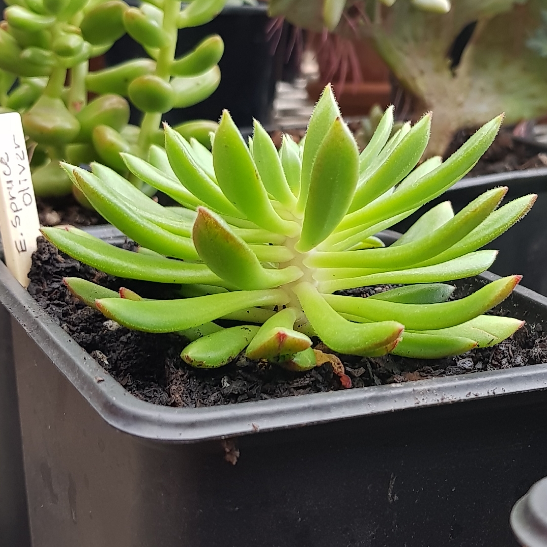 Echeveria Spruce Oliver in the GardenTags plant encyclopedia Echeveria Spruce Oliver in the GardenTags plant encyclopedia