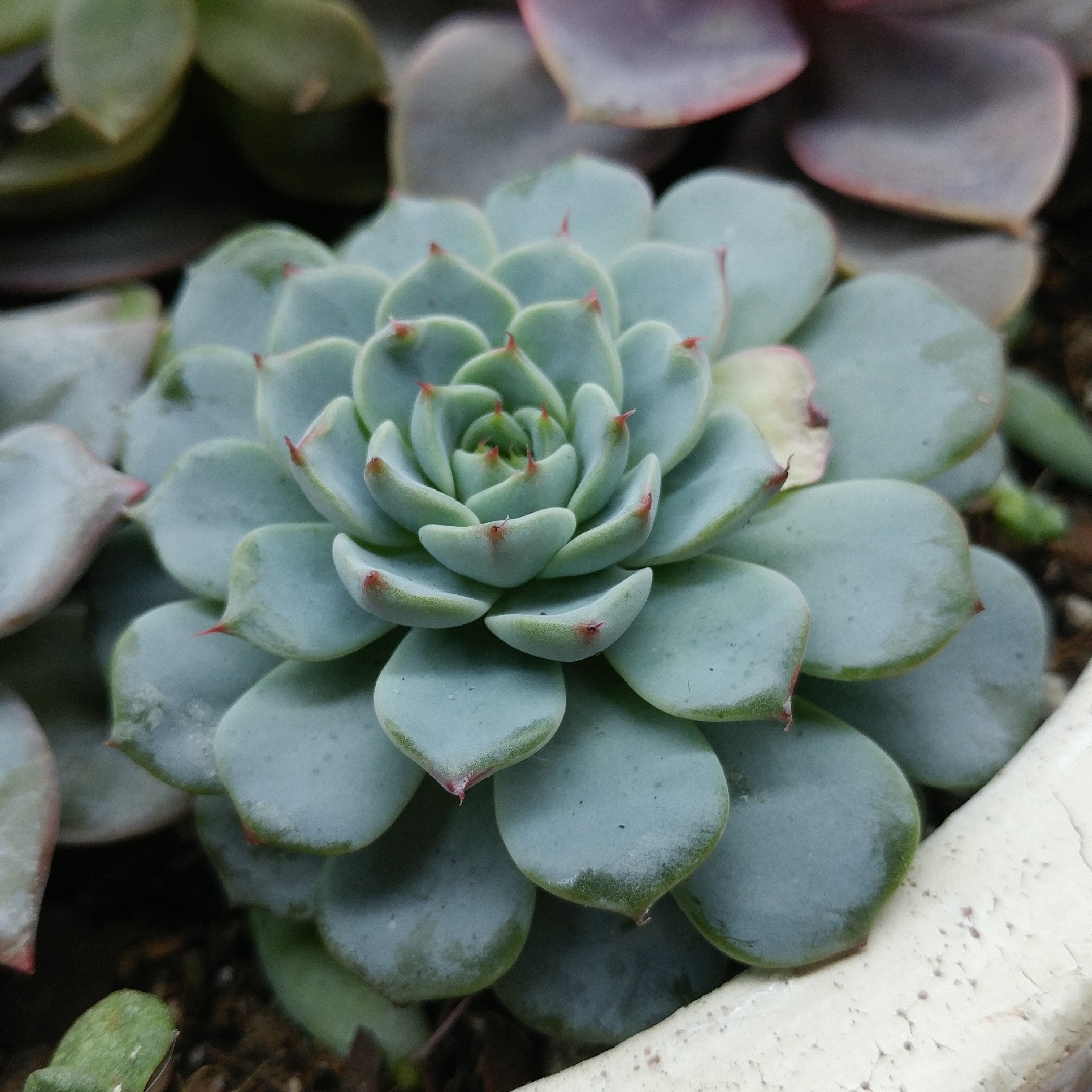 Echeveria Mazarine in the GardenTags plant encyclopedia Echeveria Mazarine in the GardenTags plant encyclopedia