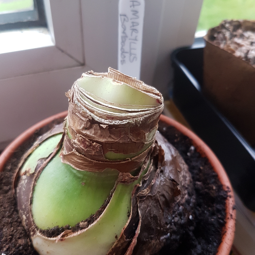 Hippeastrum Barbados in the GardenTags plant encyclopedia