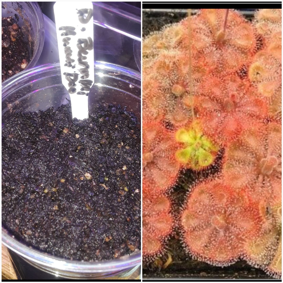 Drosera burmanii Humpty Doo in the GardenTags plant encyclopedia Burmanii Red Sundew in the GardenTags plant encyclopedia
