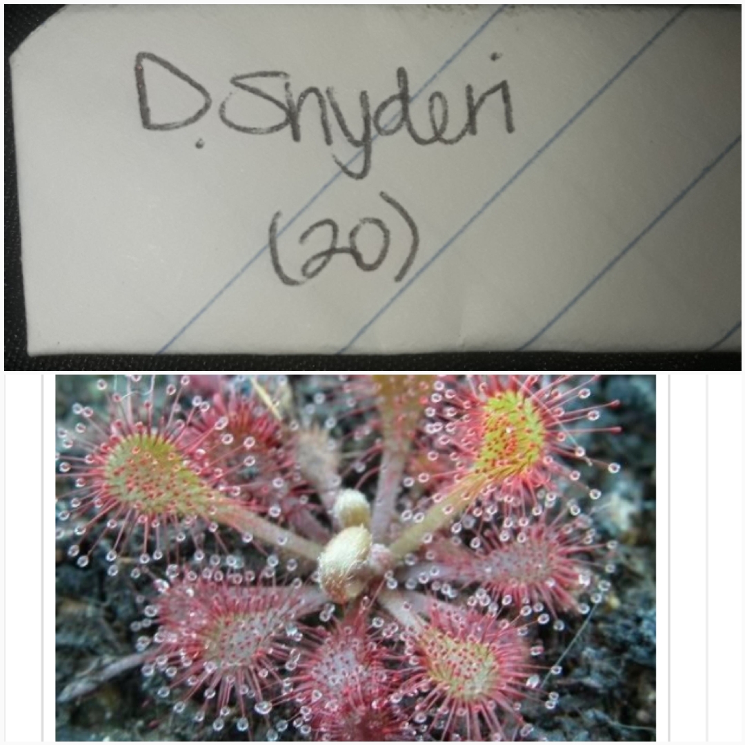 Drosera Nidiformis x Drosera Natalensis in the GardenTags plant encyclopedia Drosera X Snyderi in the GardenTags plant encyclopedia