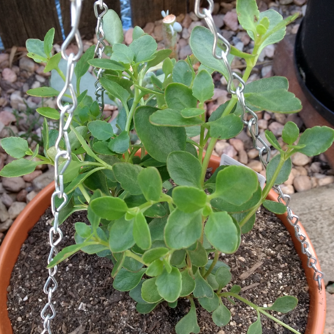 Kalanchoe Mirror in the GardenTags plant encyclopedia