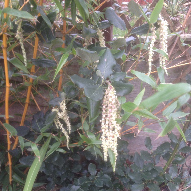 Garrya eliptica in the GardenTags plant encyclopedia Silk Tassel Bush in the GardenTags plant encyclopedia