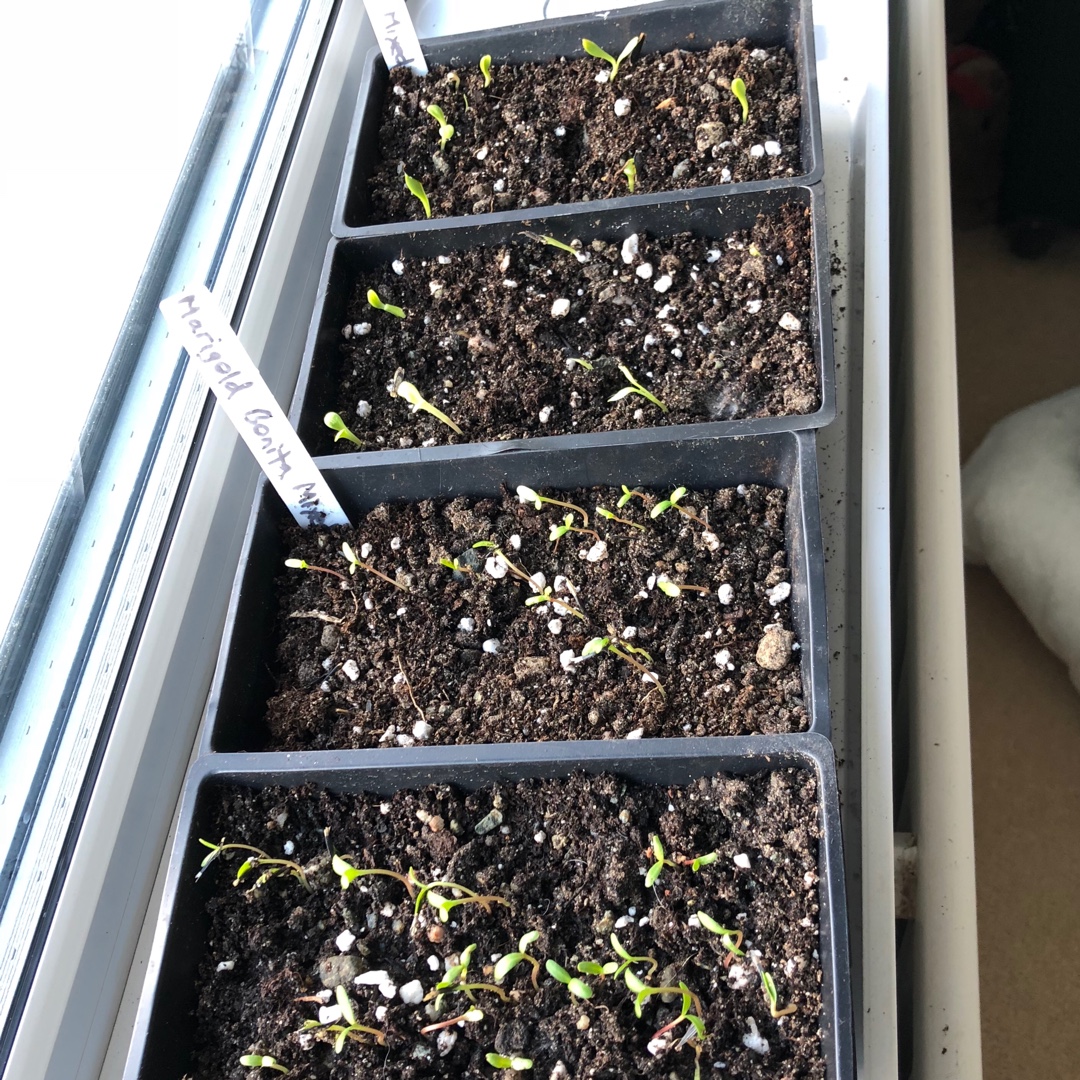 Tagetes patula Bonita Mix in the GardenTags plant encyclopedia French Marigold Bonita Mixed in the GardenTags plant encyclopedia