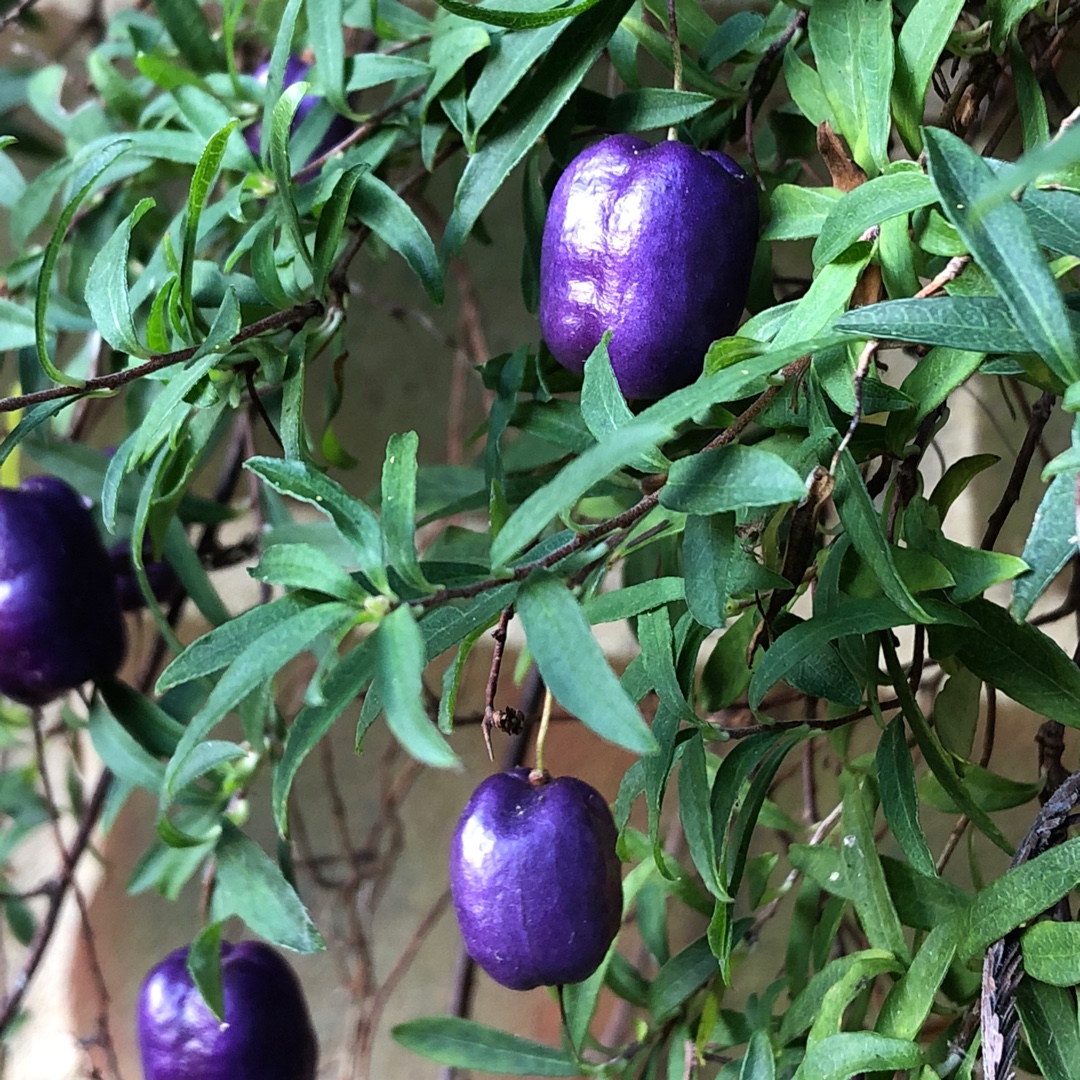 Billardiera longiflora in the GardenTags plant encyclopedia Climbing Blueberry in the GardenTags plant encyclopedia