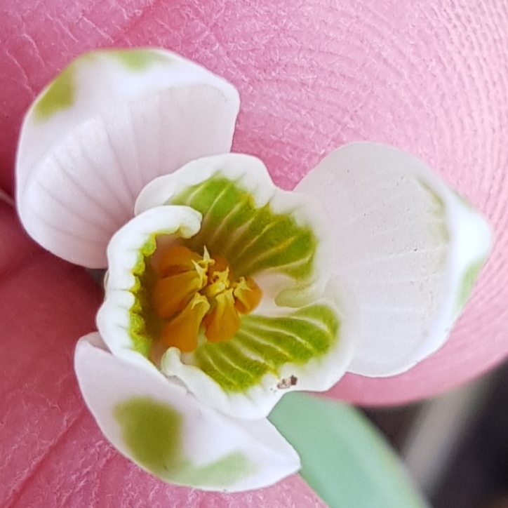 Galanthus nivalis Viridapice in the GardenTags plant encyclopedia Snowdrop Viridapice in the GardenTags plant encyclopedia