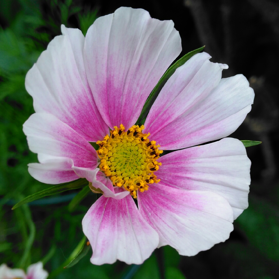Cosmos bipinnatus Daydream in the GardenTags plant encyclopedia Cosmea Daydream in the GardenTags plant encyclopedia