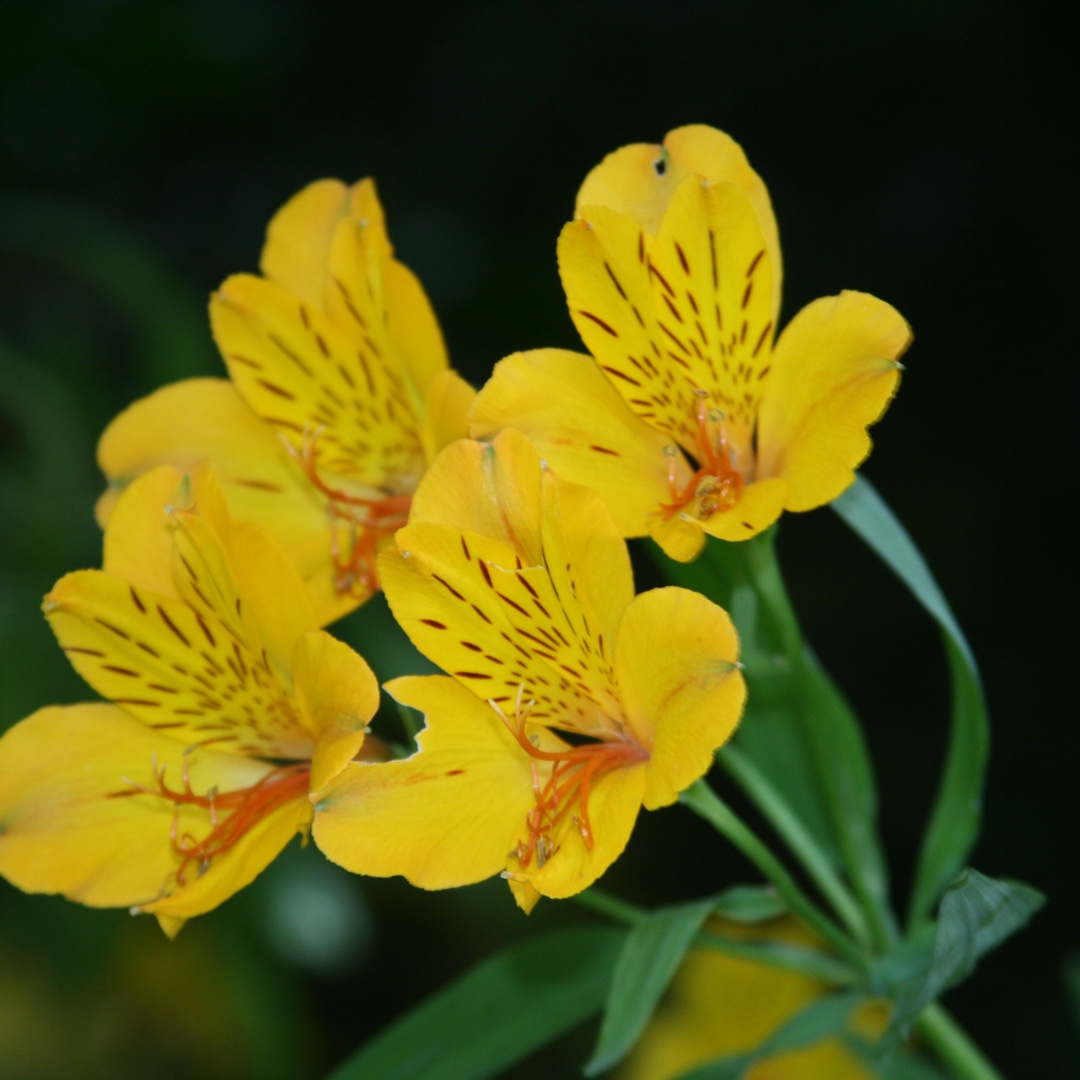 Alstroemeria Everest Canary Yellow in the GardenTags plant encyclopedia Peruvian Lily Everest Canary Yellow in the GardenTags plant encyclopedia