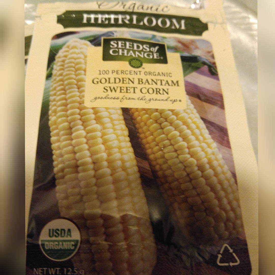 Zea mays Golden Bantam in the GardenTags plant encyclopedia Sweet Corn Golden Bantam in the GardenTags plant encyclopedia