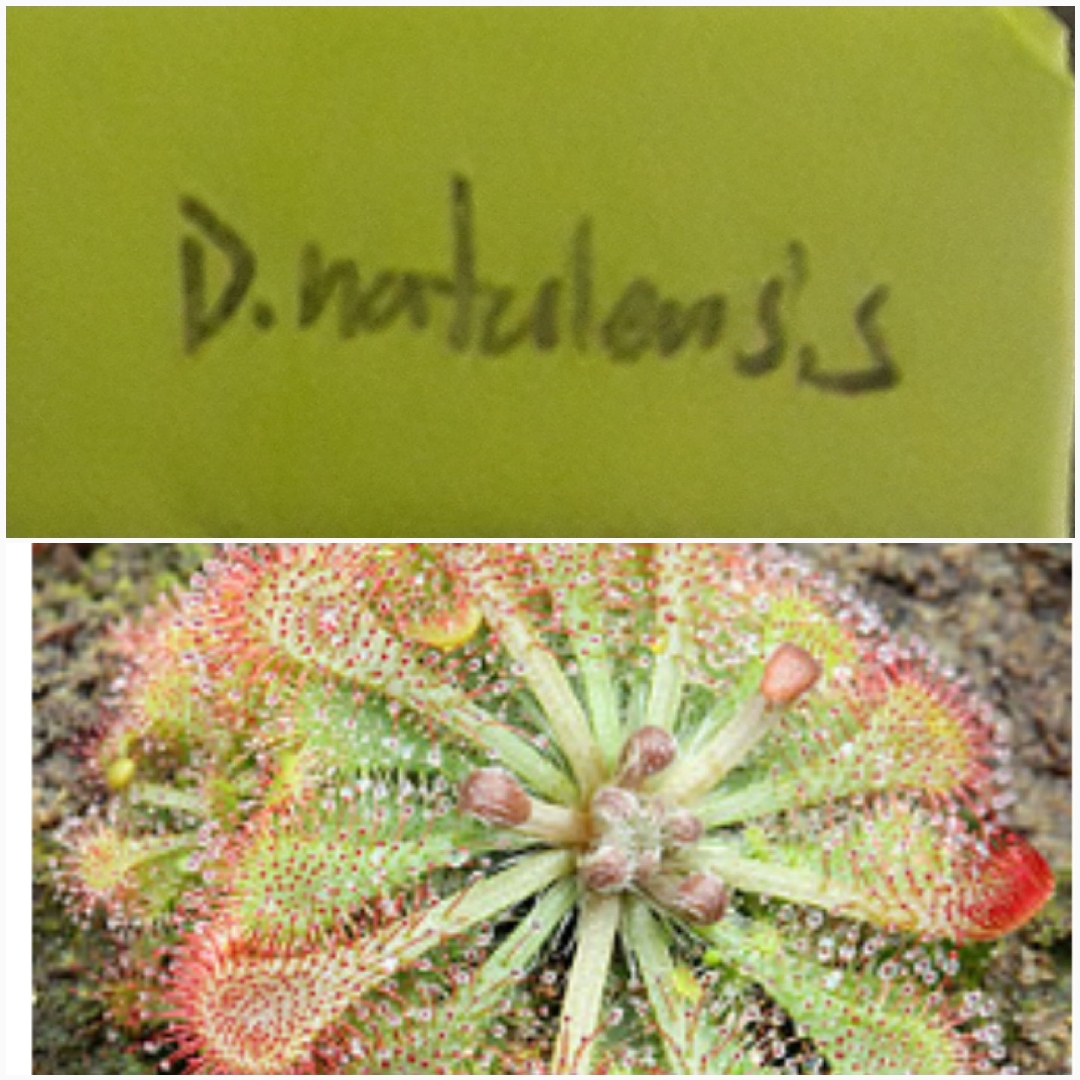 Drosera Natalensis in the GardenTags plant encyclopedia The Natal Sundew in the GardenTags plant encyclopedia