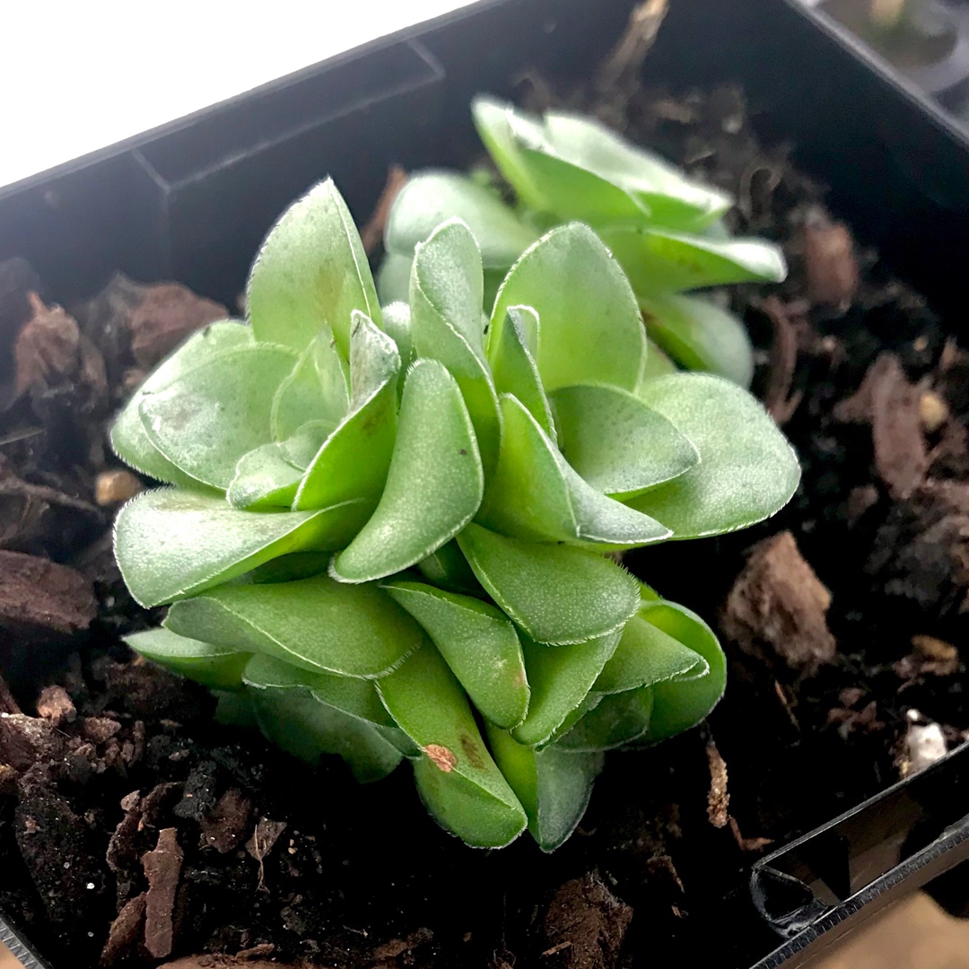 Crassula montana subsp. Quadrangularis in the GardenTags plant encyclopedia Crassula Montana subsp. Quadrangularis in the GardenTags plant encyclopedia