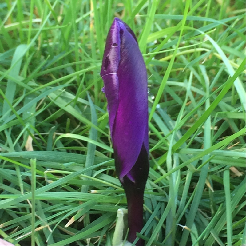 Crocus vernus Negro Boy in the GardenTags plant encyclopedia Crocus Negro Boy in the GardenTags plant encyclopedia