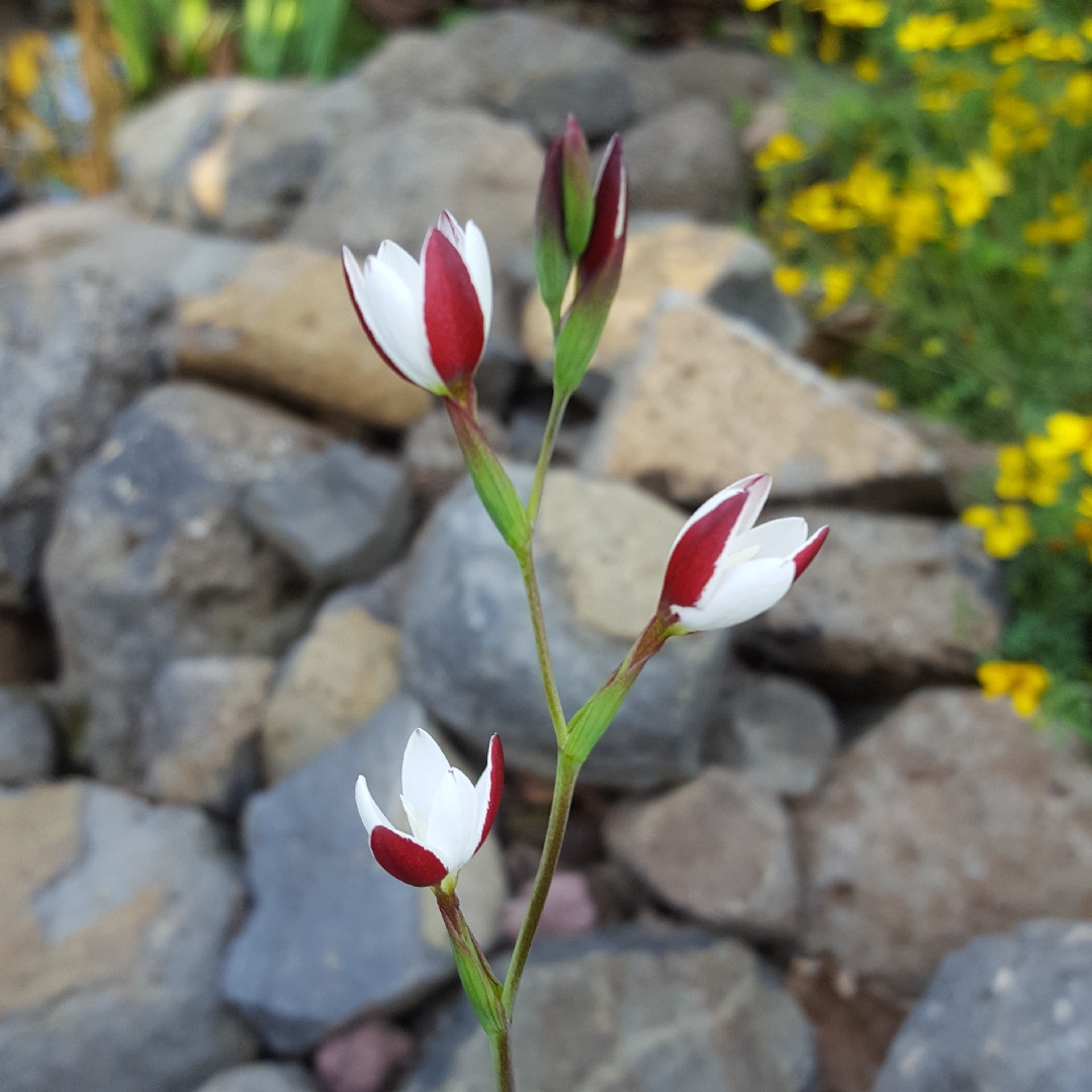 Hesperantha cucullata in the GardenTags plant encyclopedia Bokkeveld Evening Lily in the GardenTags plant encyclopedia