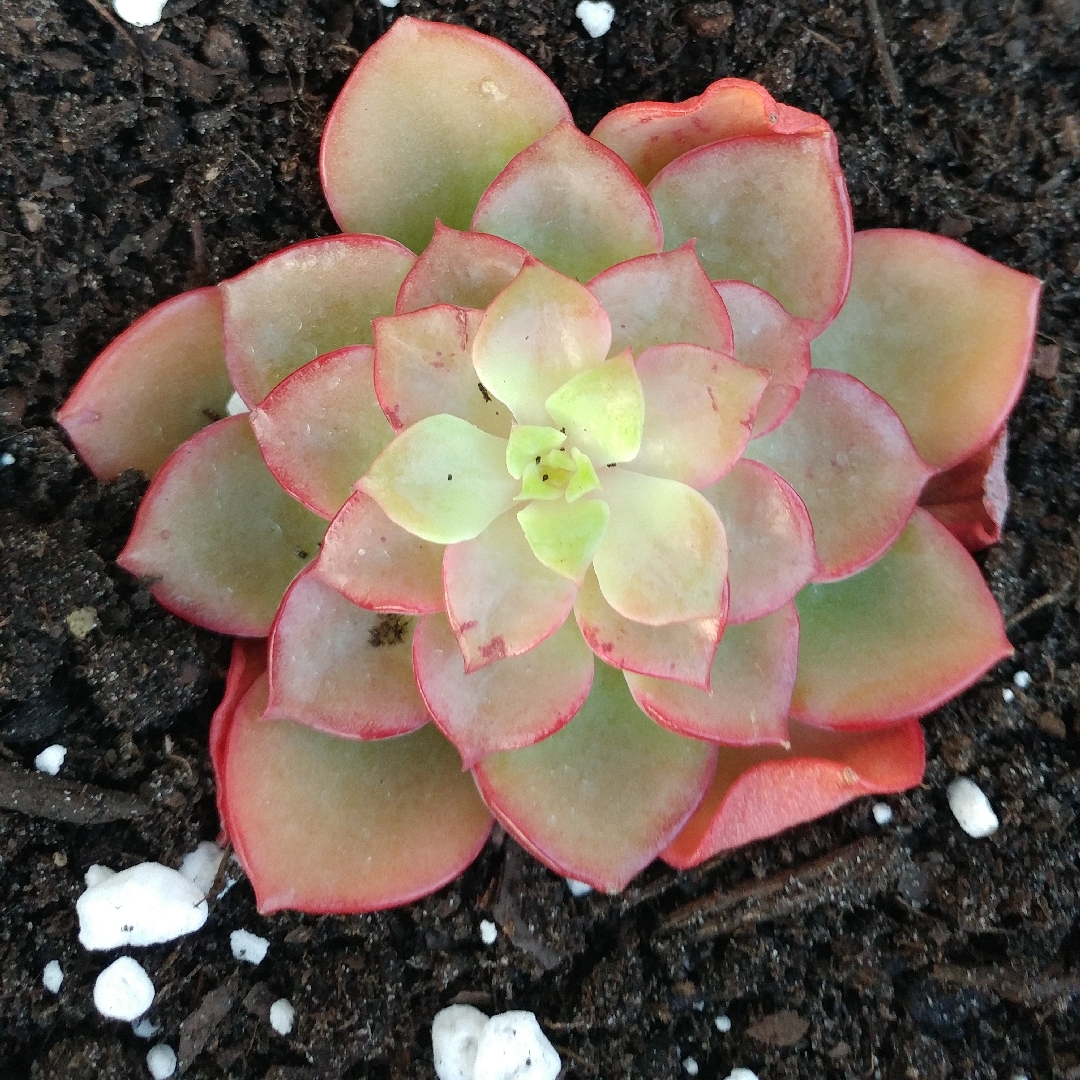 Echeveria Noble in the GardenTags plant encyclopedia Echeveria Noble in the GardenTags plant encyclopedia