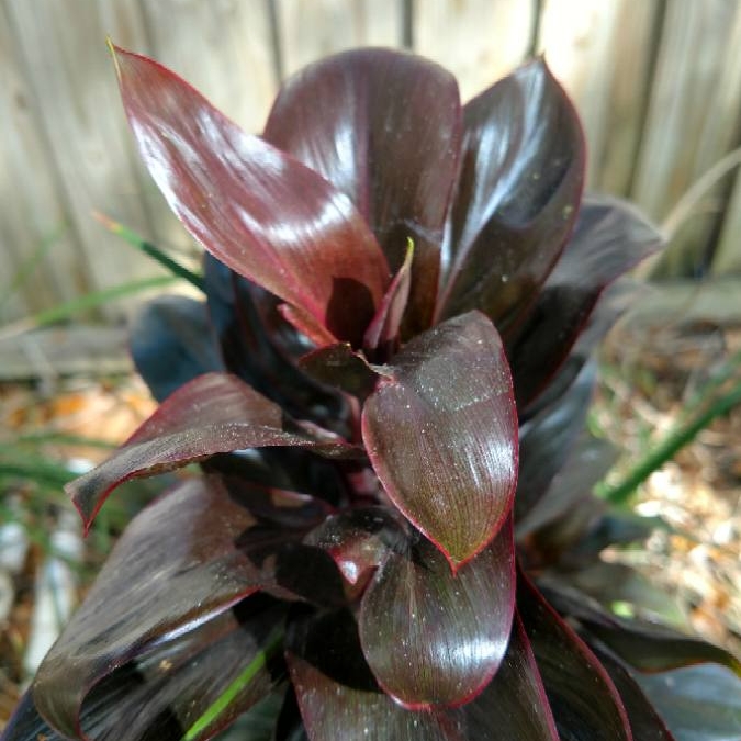 Cordyline Purple Compacta in the GardenTags plant encyclopedia Cordyline Purple Compacta in the GardenTags plant encyclopedia