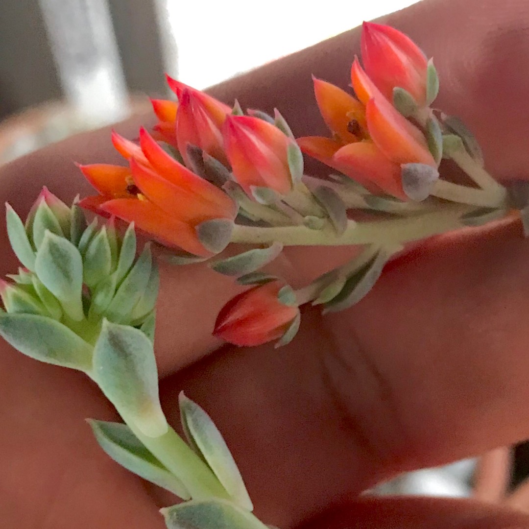 Echeveria Van Breen in the GardenTags plant encyclopedia Echeveria Van Breen in the GardenTags plant encyclopedia