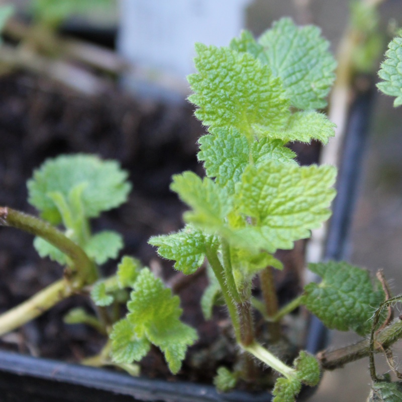 Lamium album in the GardenTags plant encyclopedia White Dead Nettle in the GardenTags plant encyclopedia
