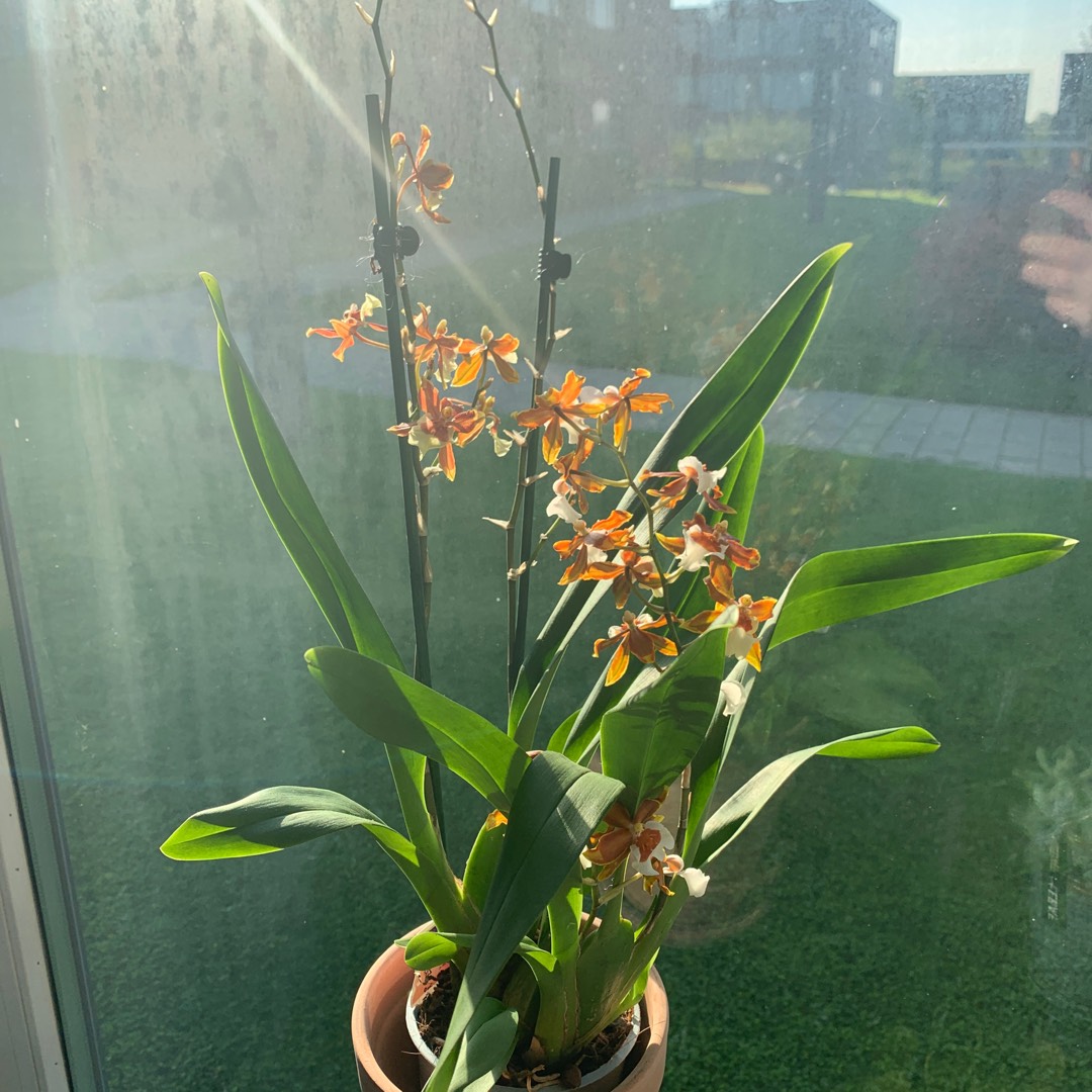 Laelia in the GardenTags plant encyclopedia Laelia Orchid in the GardenTags plant encyclopedia