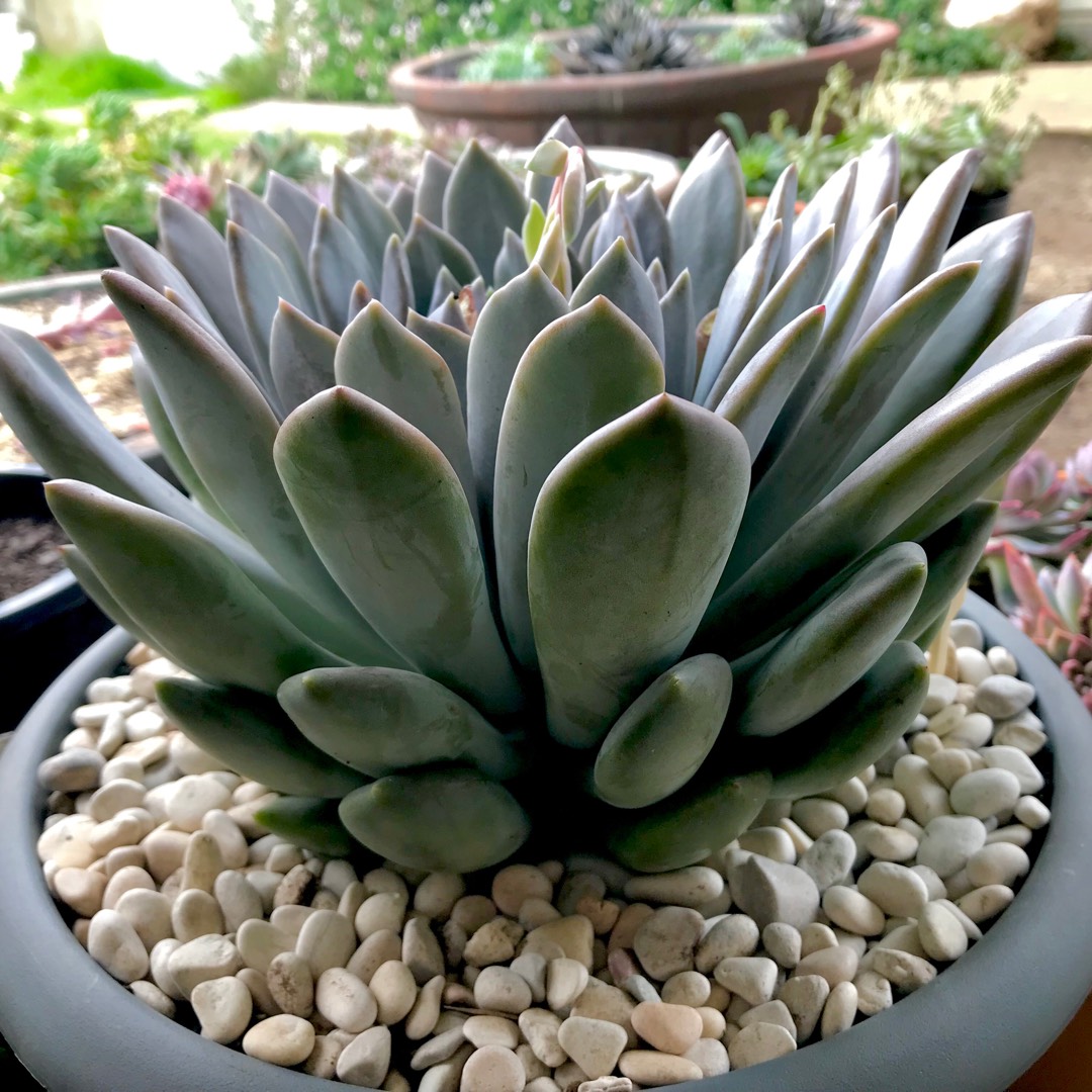 x Pachyveria Draco in the GardenTags plant encyclopedia Pachyveria Draco in the GardenTags plant encyclopedia