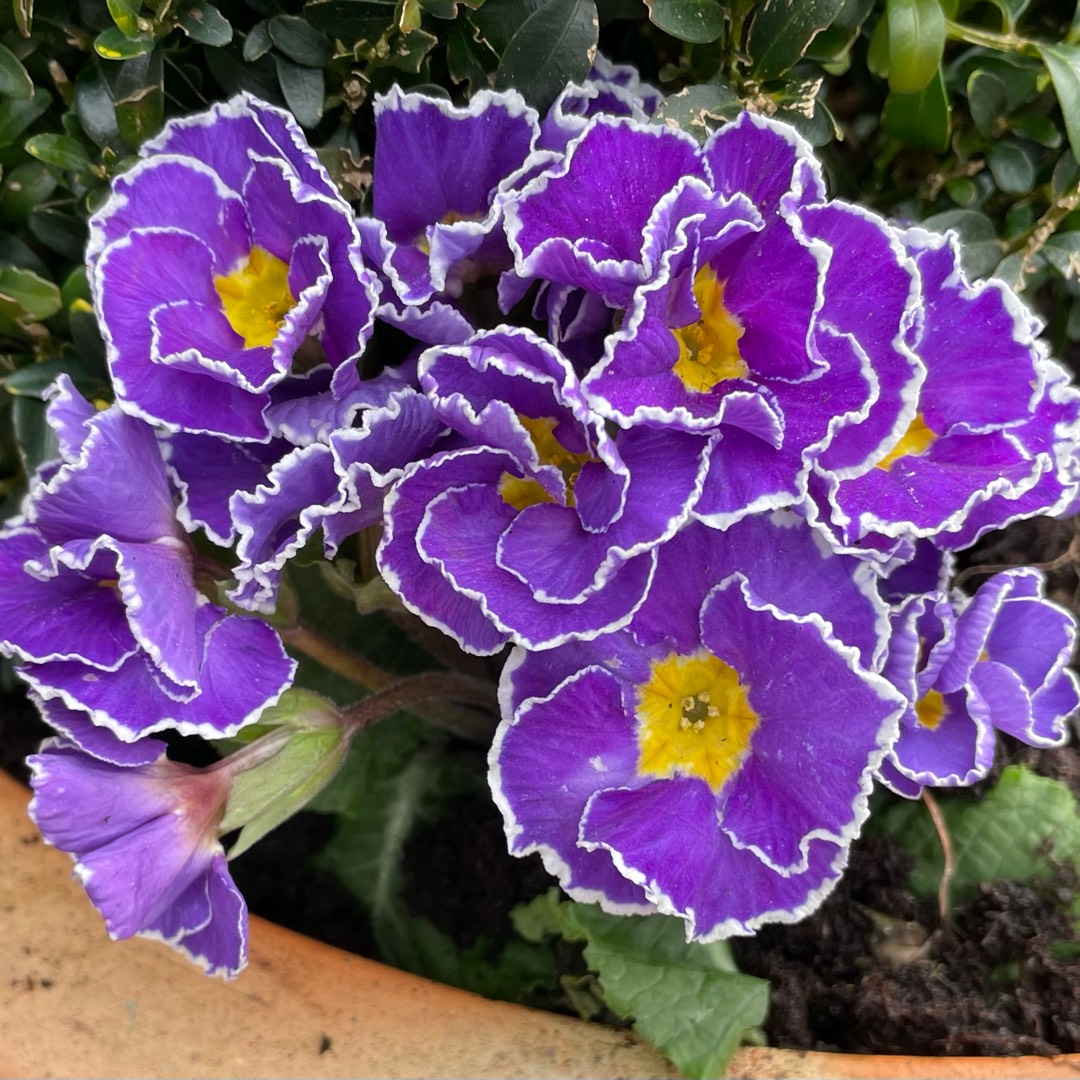 Primula acaulis Sirococco in the GardenTags plant encyclopedia Primrose Sirococco in the GardenTags plant encyclopedia