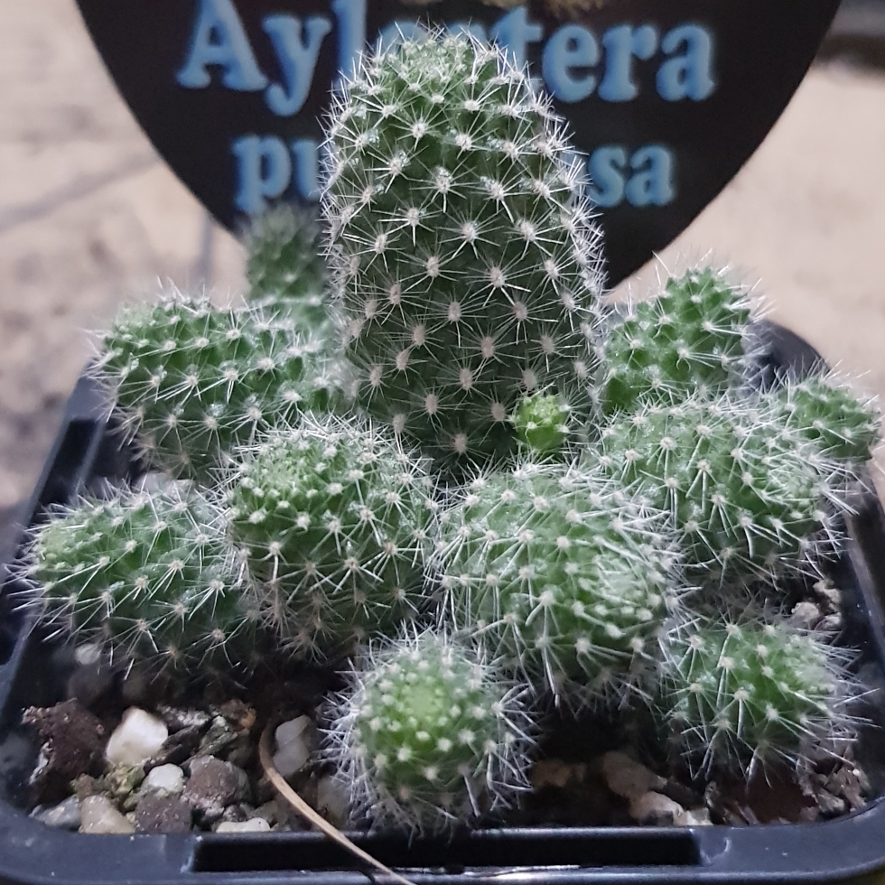 Rebutia pulvinosa in the GardenTags plant encyclopedia Rebutia pulvinosa in the GardenTags plant encyclopedia