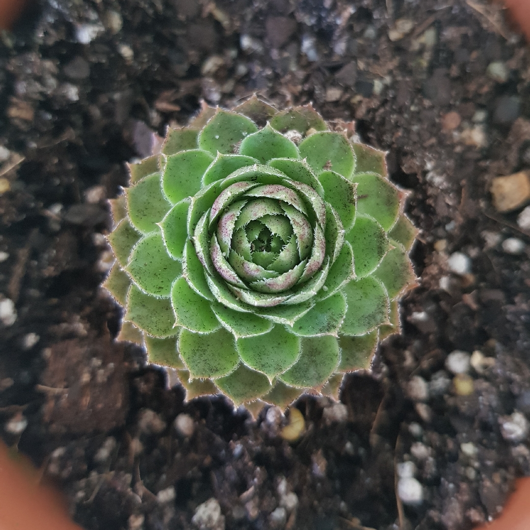 Sempervivum Topaz in the GardenTags plant encyclopedia Sempervivum Topaz in the GardenTags plant encyclopedia