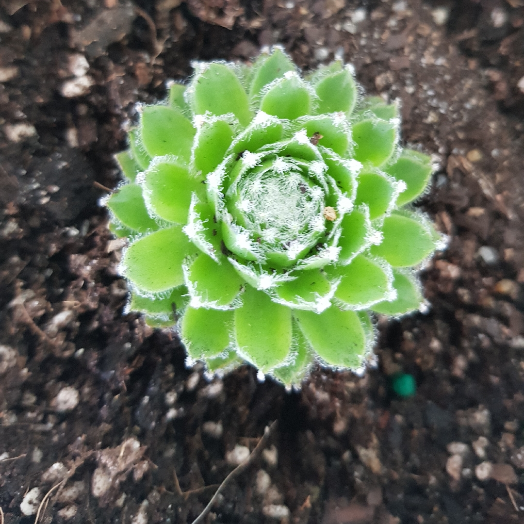Sempervivum Rosie in the GardenTags plant encyclopedia Sempervivum Rosie in the GardenTags plant encyclopedia