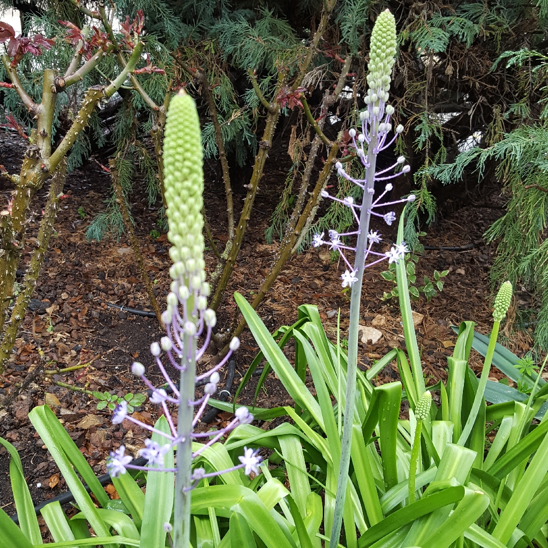 Scilla hyacinthoides in the GardenTags plant encyclopedia Hyacinth Squill in the GardenTags plant encyclopedia