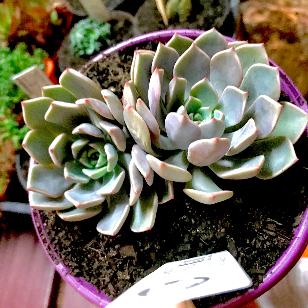x Pachyveria Augusta in the GardenTags plant encyclopedia Pachyveria Augusta in the GardenTags plant encyclopedia