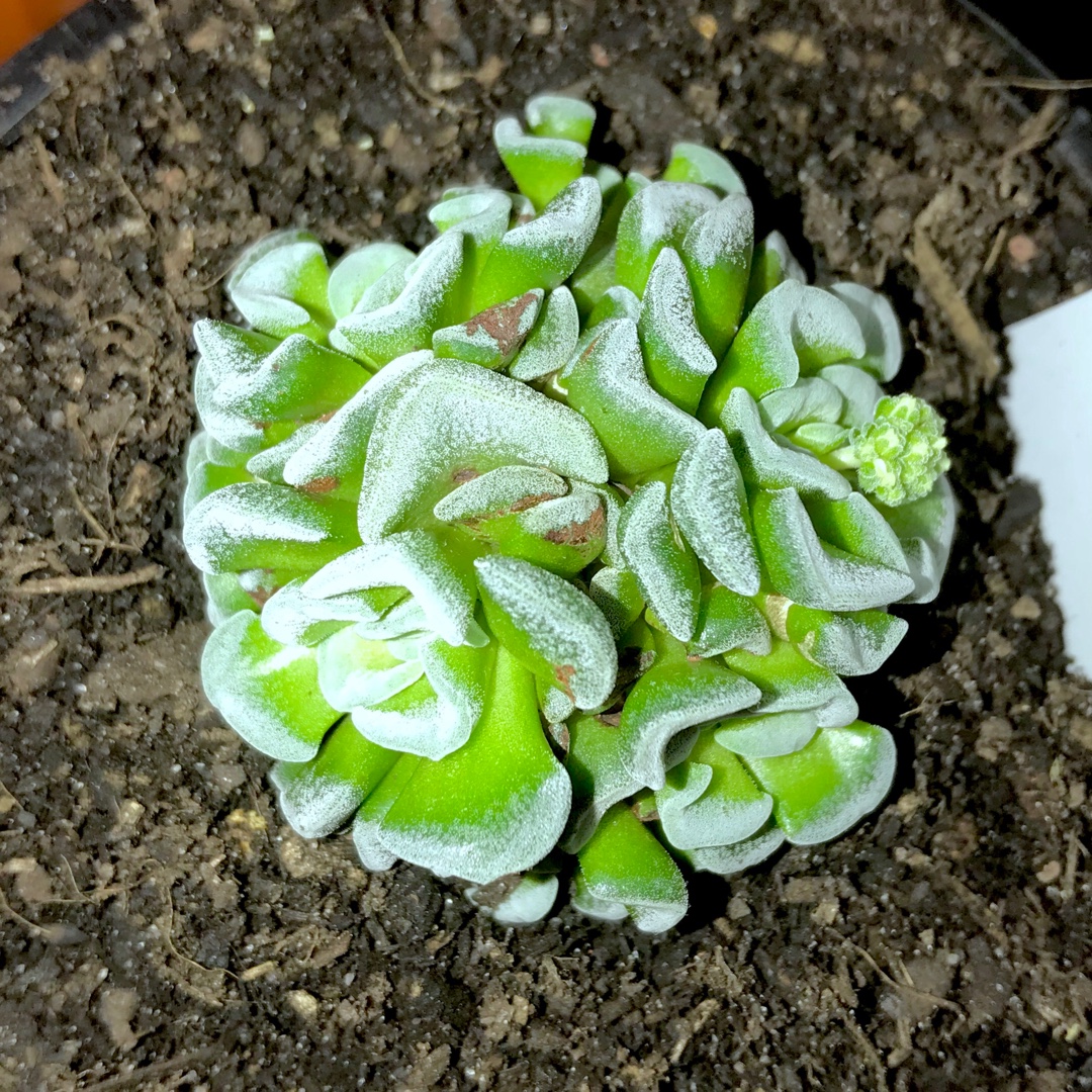 Crassula Celia in the GardenTags plant encyclopedia Crassula Celia in the GardenTags plant encyclopedia