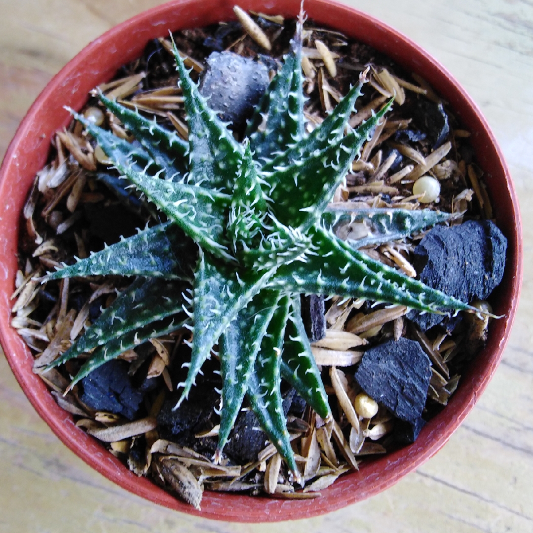 Aloe descoingsii x haworthioides Pepe in the GardenTags plant encyclopedia Aloe Pepe in the GardenTags plant encyclopedia