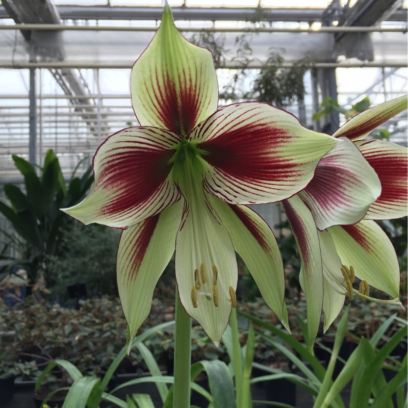 Hippeastrum psittacinum in the GardenTags plant encyclopedia Hippeastrum (Species) Parrot Amaryllis in the GardenTags plant encyclopedia