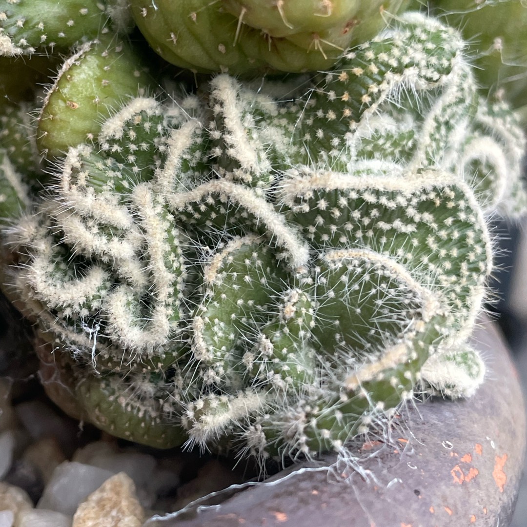 Cylindropuntia fulgida var. mamillata in the GardenTags plant encyclopedia Boxing Glove Cholla in the GardenTags plant encyclopedia